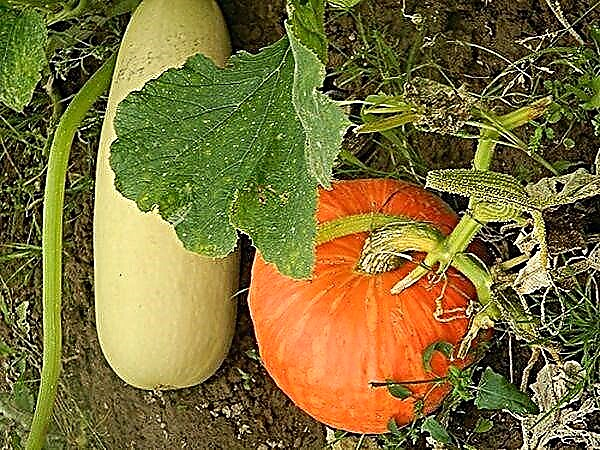 Wéi z'ënnerscheeden Squash seedlings aus pumpkin