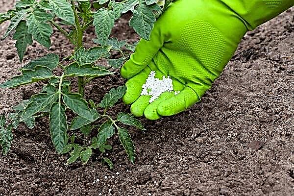 گرین ہاؤس اور کھلے میدان میں ٹماٹر کے پودوں کے لئے یوریا کا استعمال