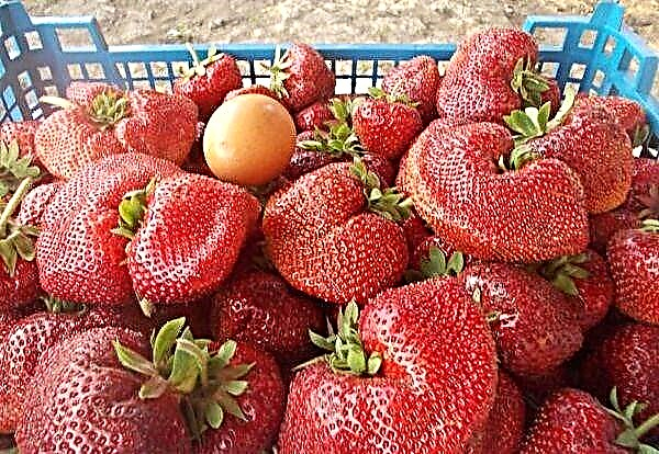 Pedaran lengkep ngeunaan chamora turusi strawberry variety