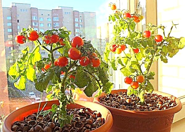 Beskrivelse og karakteristika ved tomatvarianter balkon mirakel
