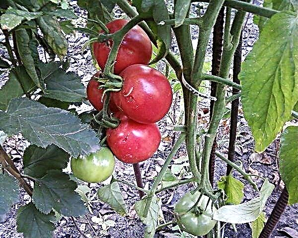 Fotima pomidor navining tavsifi va xususiyatlari