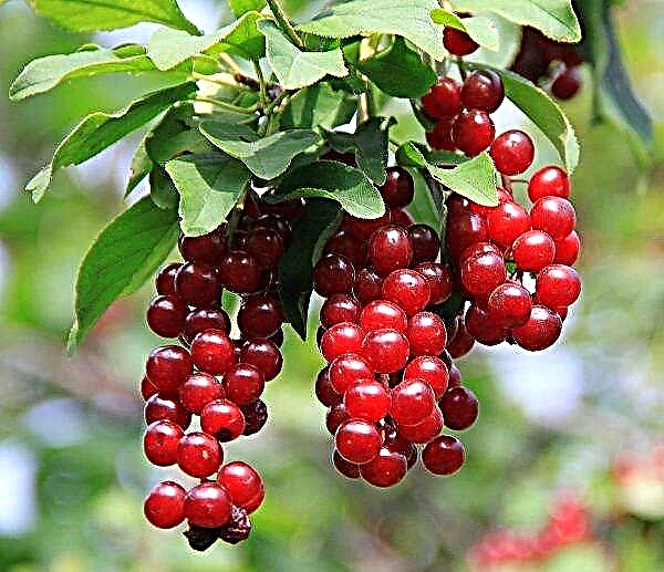 Raudonųjų vyšnių nauda sveikatai ir žala