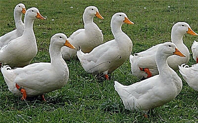 17 раса патки за кућни узгој