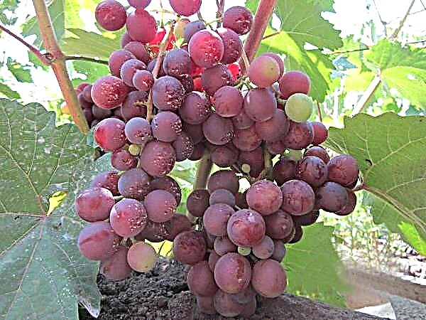 Descripción detallada de la variedad de uva moscatel