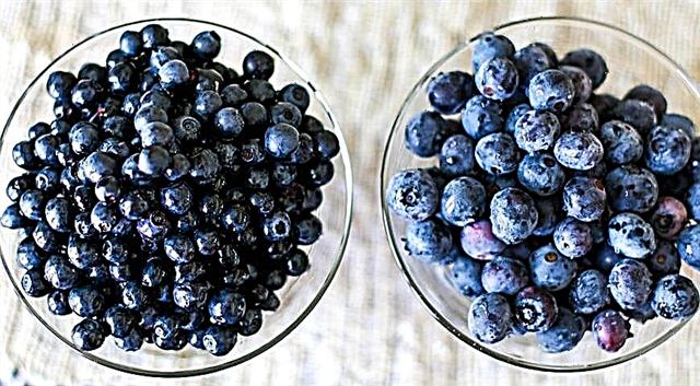 Apa Perbedaan Antara Blueberry dan Blueberry - Perbedaan Utama