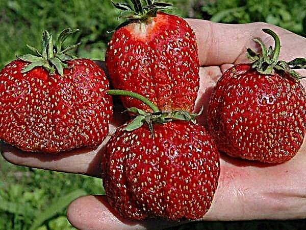 Faʻamatalaga auiliili o le Festivalnaya strawberry variety