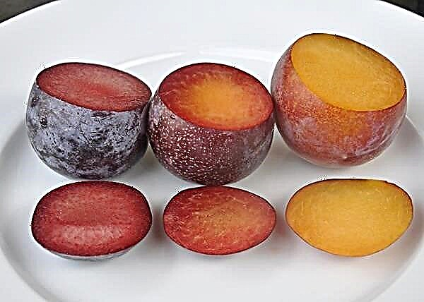 Cei mai neobișnuiți hibrizi de prune, caise, piersici și măr