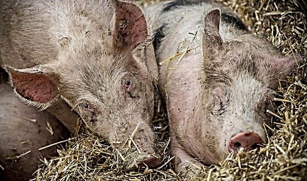 Bahaya demam babi Afrika bagi manusia
