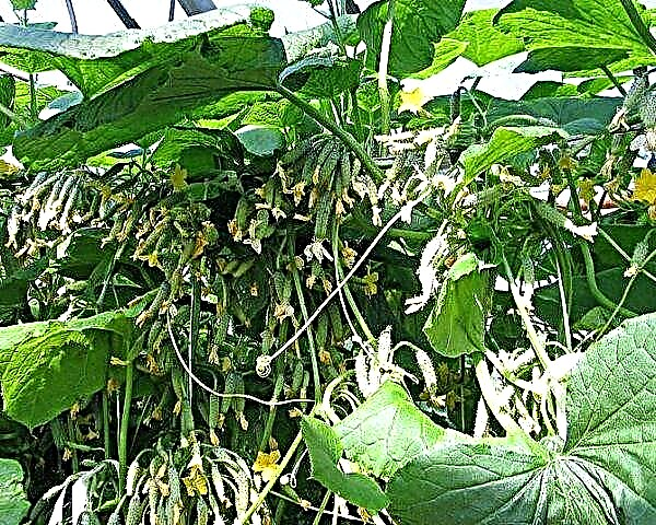 Riktig dyrking og dannelse av agurk Sibirisk krans f1