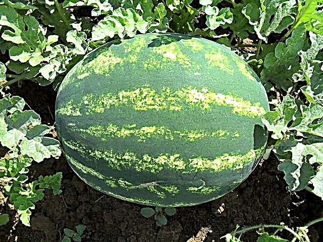 Disgrifiad manwl a nodweddion watermelons cynhyrchwyr