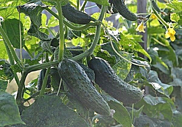 Правилно одгледување краставица Паратунка