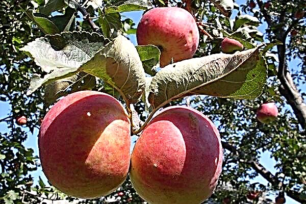 תיאור מפורט של מגוון התפוחים Zhigulevskoe