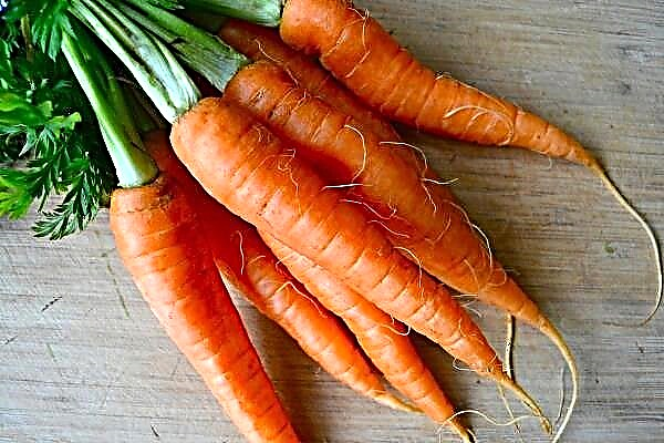 Придобивките и штетите на морковот за човечкото тело