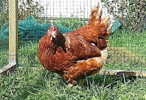 Beskrivelse og kjennetegn ved oppdrettet redbro kylling hybrid
