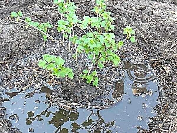 Plant, ad quam gooseberries in ruinam