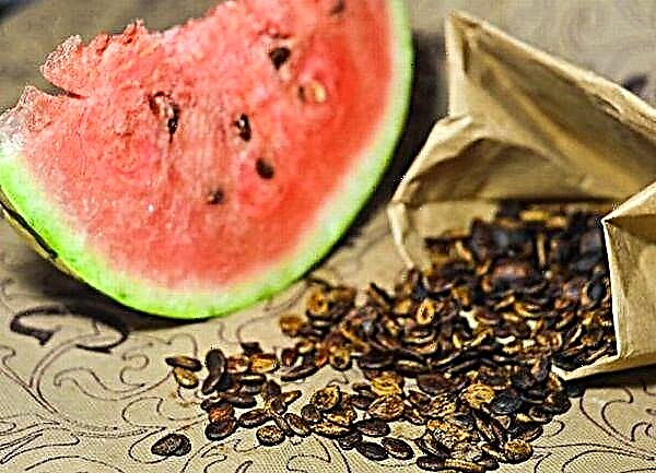 Jak klíčit meloun, dýně a cuketa pro výsadbu