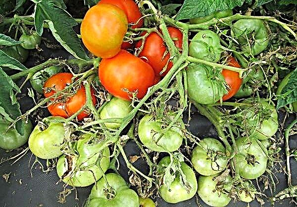 Características e descrición do anano mongol de tomate