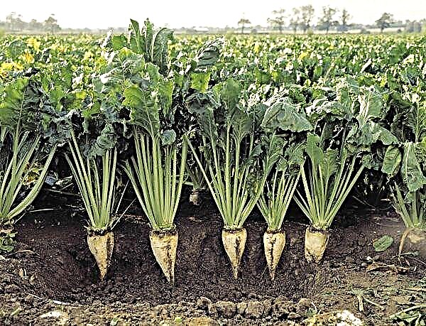 Prava tehnologija za uzgoj šećerne repe