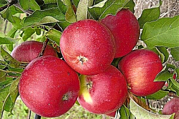 Gedetailleerde kenmerken van de Welsey-appelboom