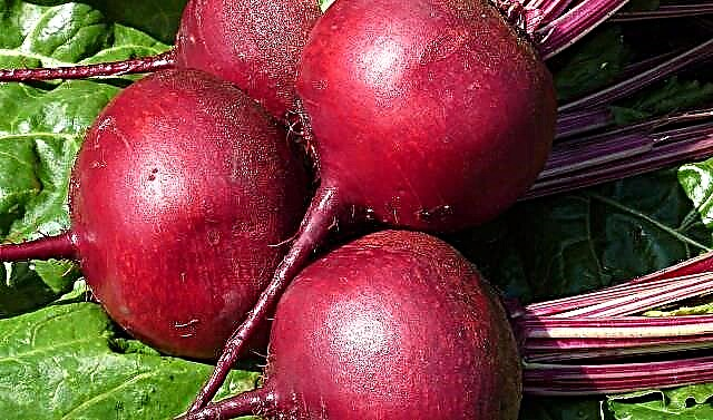 The benefits and harms of red beets for the human body