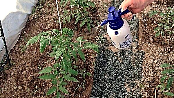 Comment utiliser correctement l'iode pour les plants de tomates