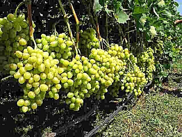 Како и како да се обработи грозјето на есен од штетници и болести