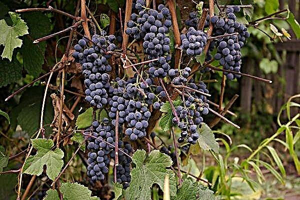 Saperavi viinamarjasordi üksikasjalik kirjeldus