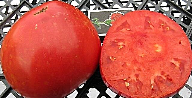 Katrangan lan karakteristik macem-macem tomat bison gula