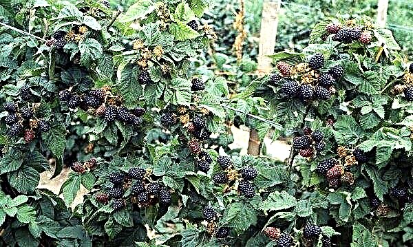 O cultivo correto de amoras-pretas em uma treliça