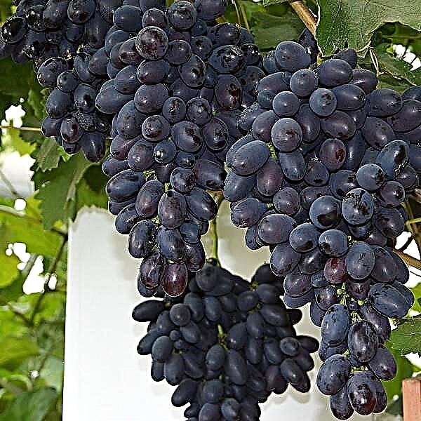 Подробно описание на сорта грозде Codrianka