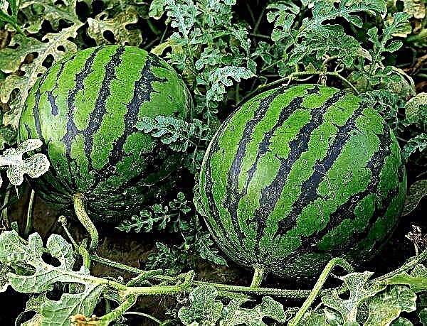 Plante og dyrke vannmeloner og meloner i det åpne feltet