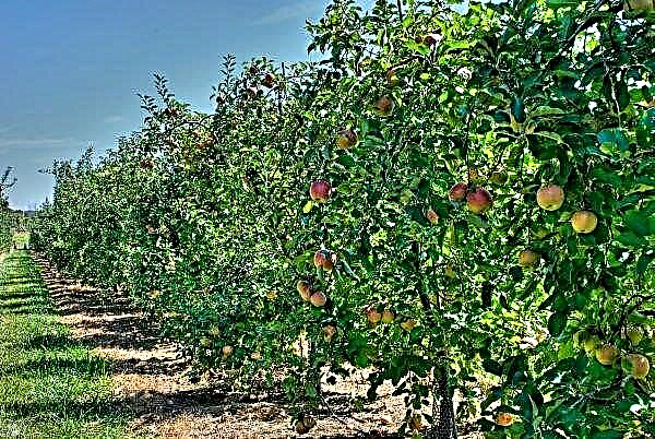 سازگاری درختان میوه و درختچه ها در باغ (+ جدول)
