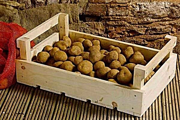 Wie und wo man Kartoffeln richtig lagert: 5 Möglichkeiten