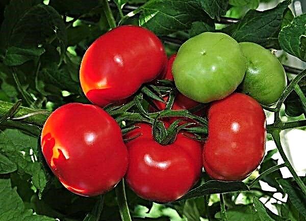Karakteristikat dhe përshkrimi i varietetit përcaktues të domateve blagovest