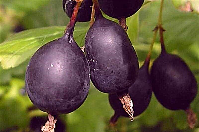 Detailed description of the gooseberry variety Black Negus