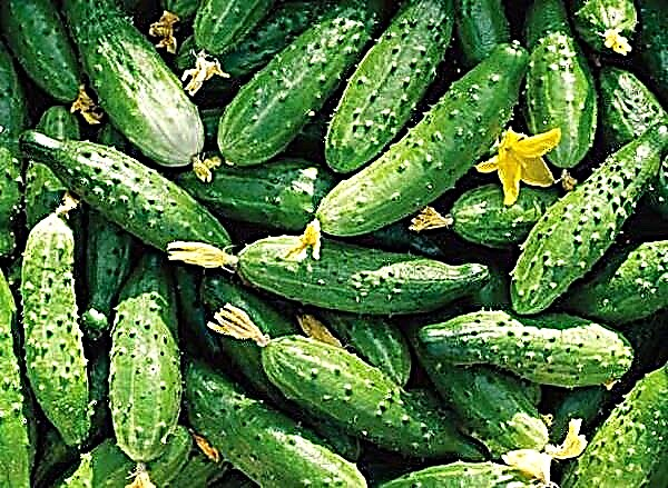 Hoe je op de juiste manier een goede oogst komkommers kunt laten groeien