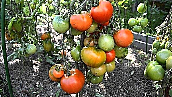 Deskripsyon detaye ak karakteristik varyete tomat Dubrava la
