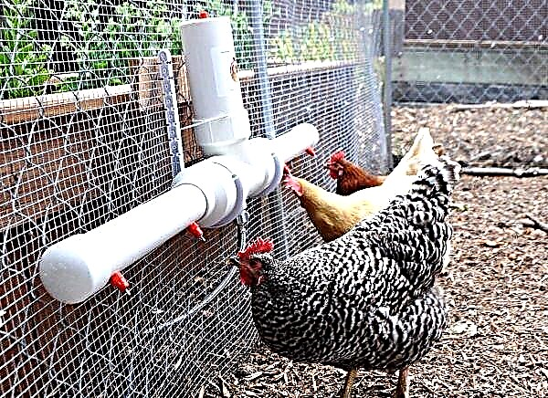 کاسه آشامیدنی برای مرغها خودتان این کار را انجام دهید