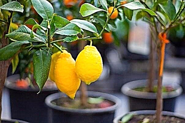 집에서 레몬을 제대로 심어 열매를 맺는 방법?