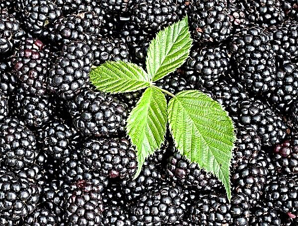 Popis odrůdy blackberry Black Satin
