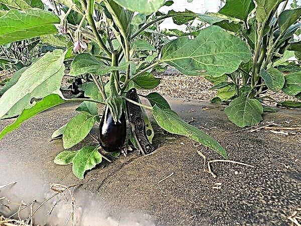 Paano magtanim ng tama ng mga eggplants