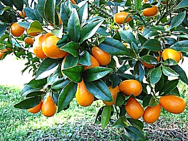 Ĝusta kultivado de kumquat hejme