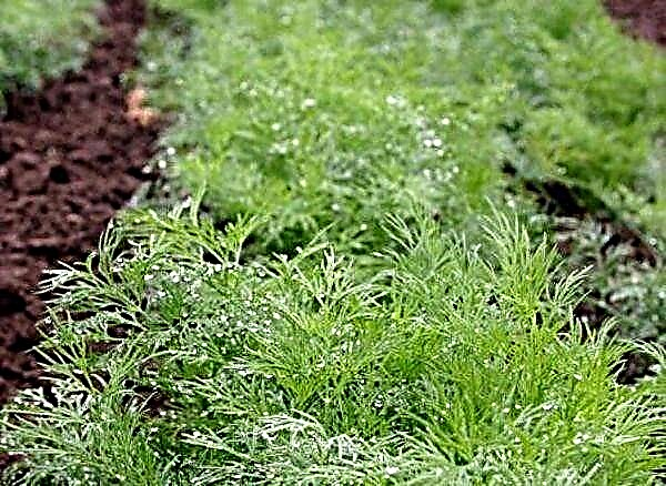Jak správně pěstovat kopr pro zelené