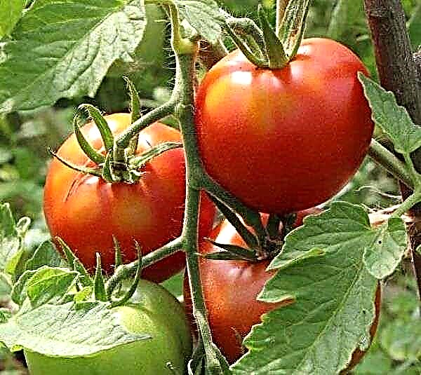 Deskripsi rinci lan karakteristik macem-macem tomat Leopold