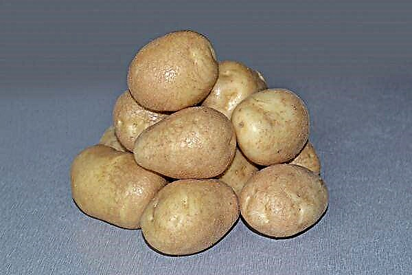 Ciri-ciri terperinci dan keterangan mengenai kentang Udacha