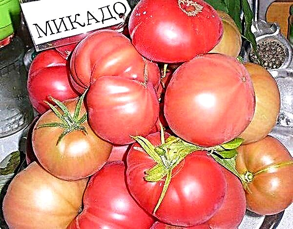 Mikado tomateen ezaugarriak eta deskribapena