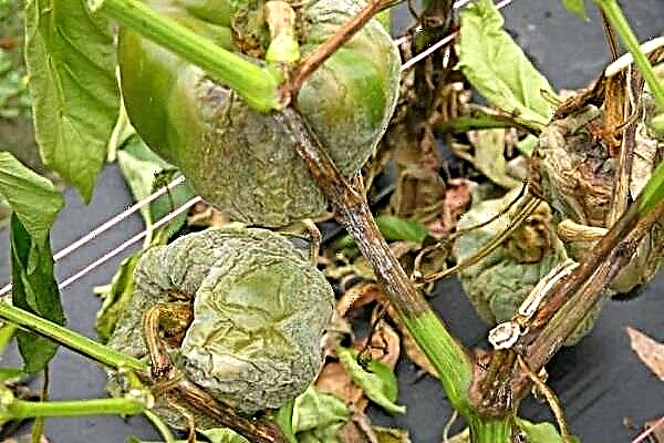 9 boli majore ale ardeiului dulce și cum să le combateți