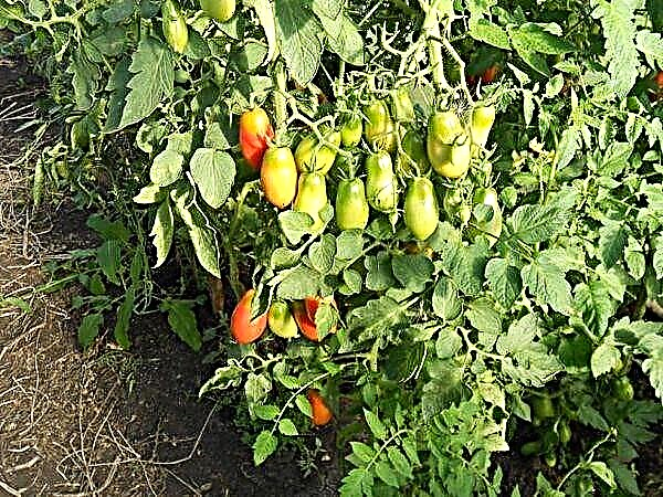 Pomidor çeşidinin Fransız dəstəsinin xüsusiyyətləri və təsviri