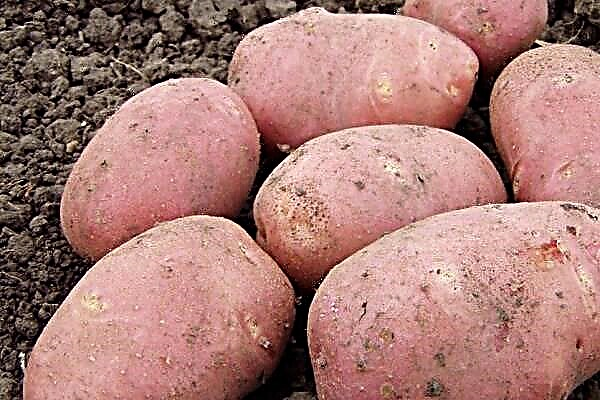 תיאור ומאפיינים של תפוחי אדמה של רוקו