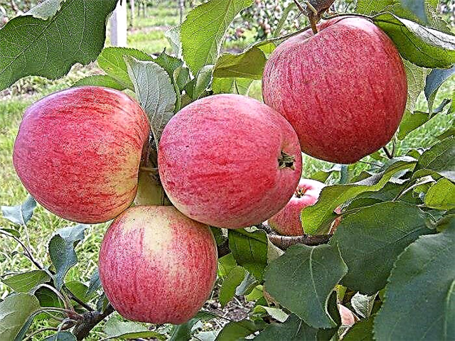 Описание и особености на сортовете ябълки Анасон